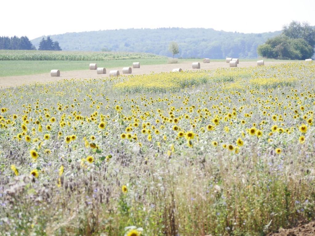 Ferienhaus Eichhoelzle Münsingen エクステリア 写真